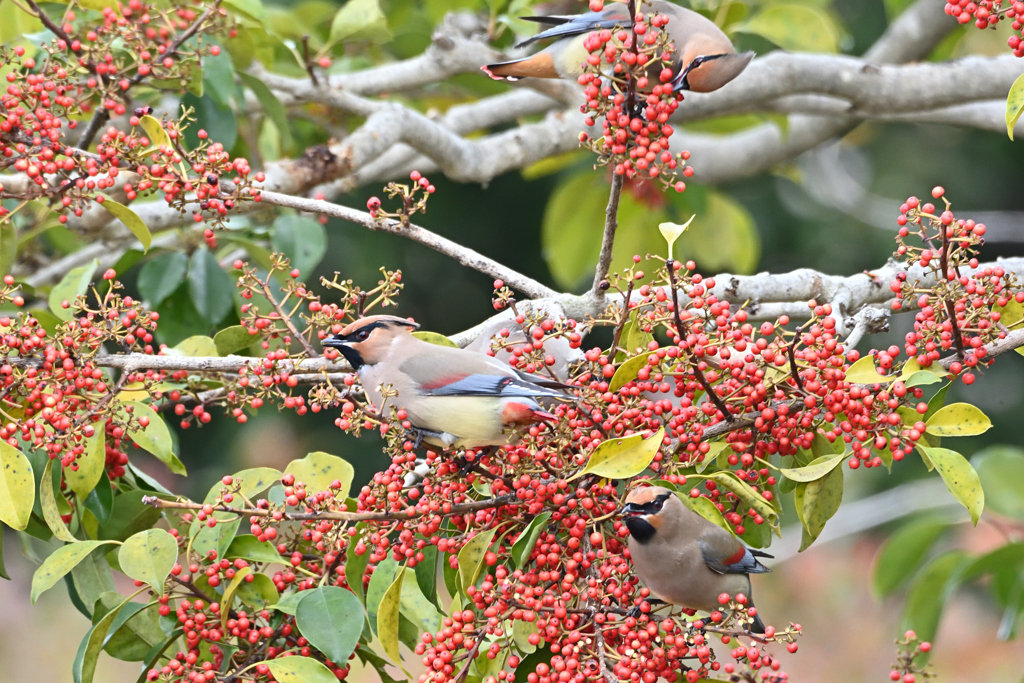 よほどクロガネモチが好きみたいで