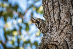 リズムセクション担当