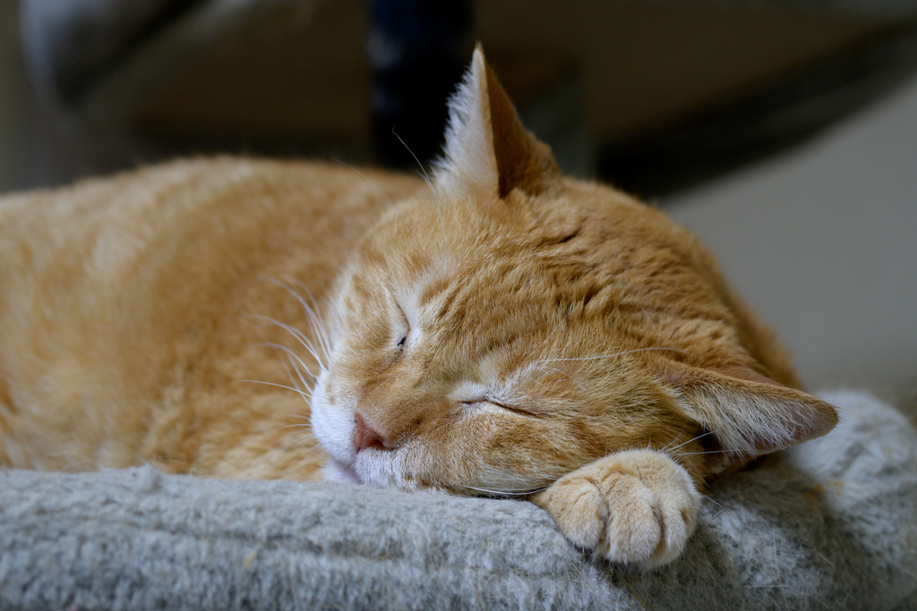 雨の日は猫