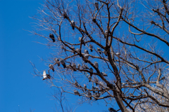 鳩のなる木