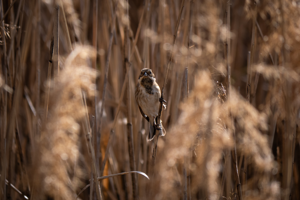 葦の隙間を射抜く
