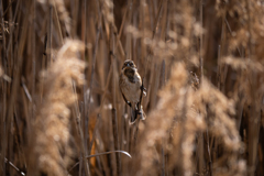 葦の隙間を射抜く