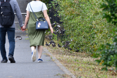 日常の中のハッカチョウ　その２