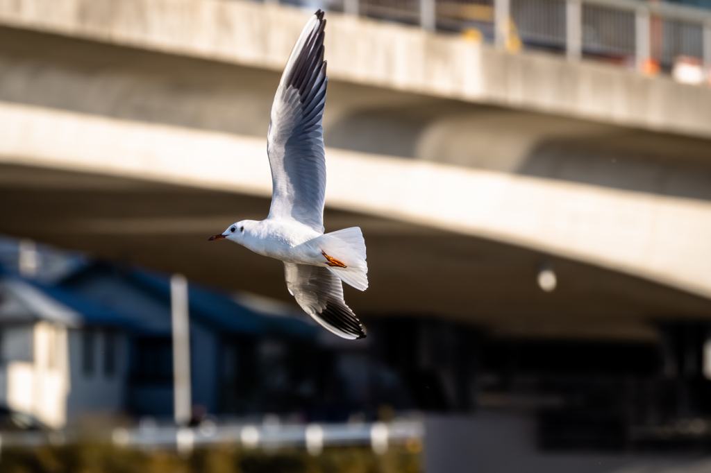 最も高く飛ぶカモメが最も遠くを見通せるのだ