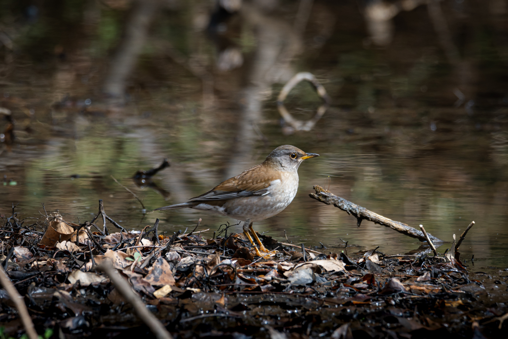 森の静かな水辺