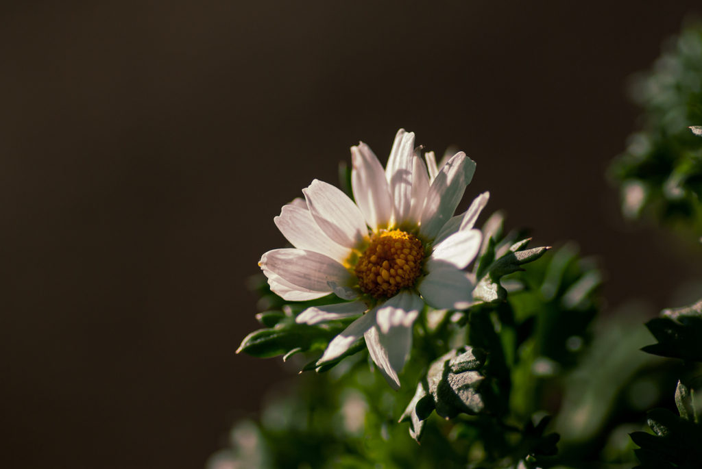 そこはかとなく