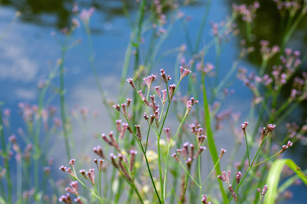 めっちゃ小さい花