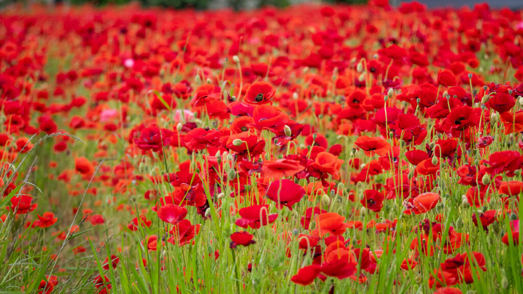 自宅から一番近いコンビニの裏