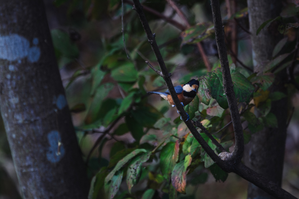 朝陽が届く前に