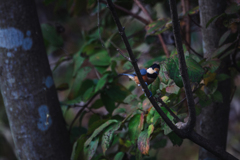 朝陽が届く前に