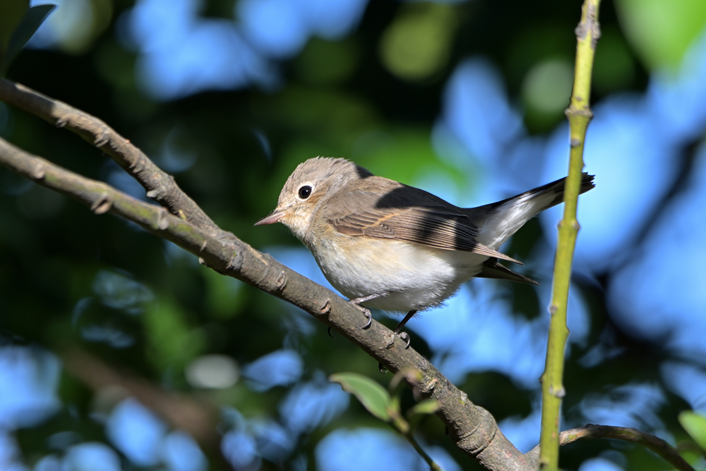 ニシオジロビタキ２