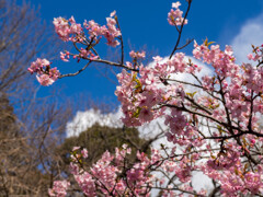 河津桜