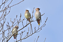 この蕾が花になる頃には