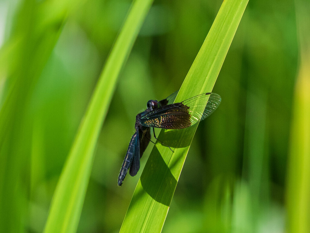 こんなトンボもいたんですね