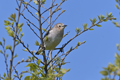 旬の鳥♀