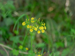 鳥撮りの合間に撮った花達４