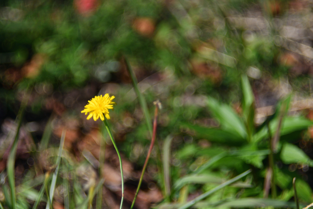 ぐるぐるボケ（っぽい？）