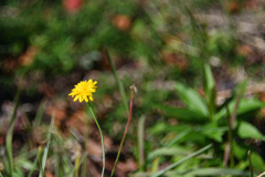 ぐるぐるボケ（っぽい？）