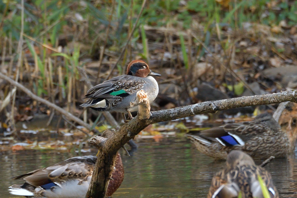 ひとりかも寝む