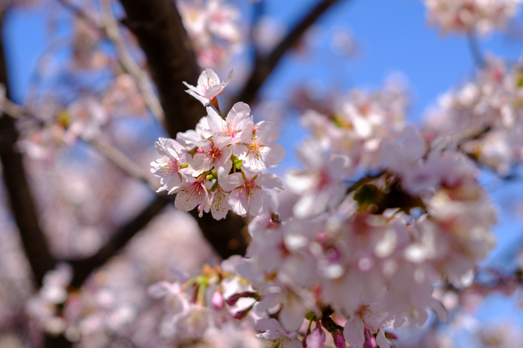 玉縄桜