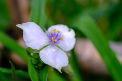 こんな花があるんですね