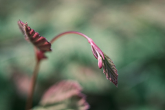 オールドマクロの世界