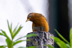 画眉鳥