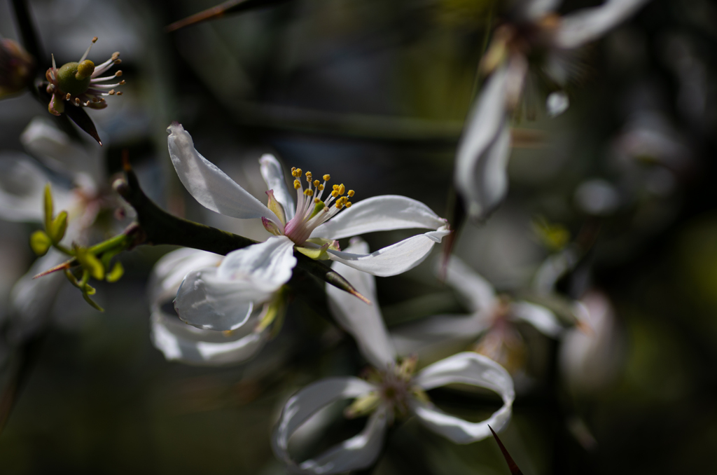 白花の舞
