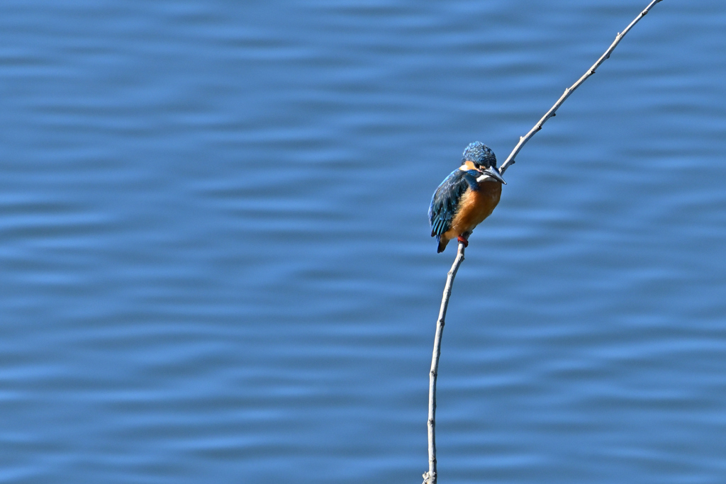The Blue