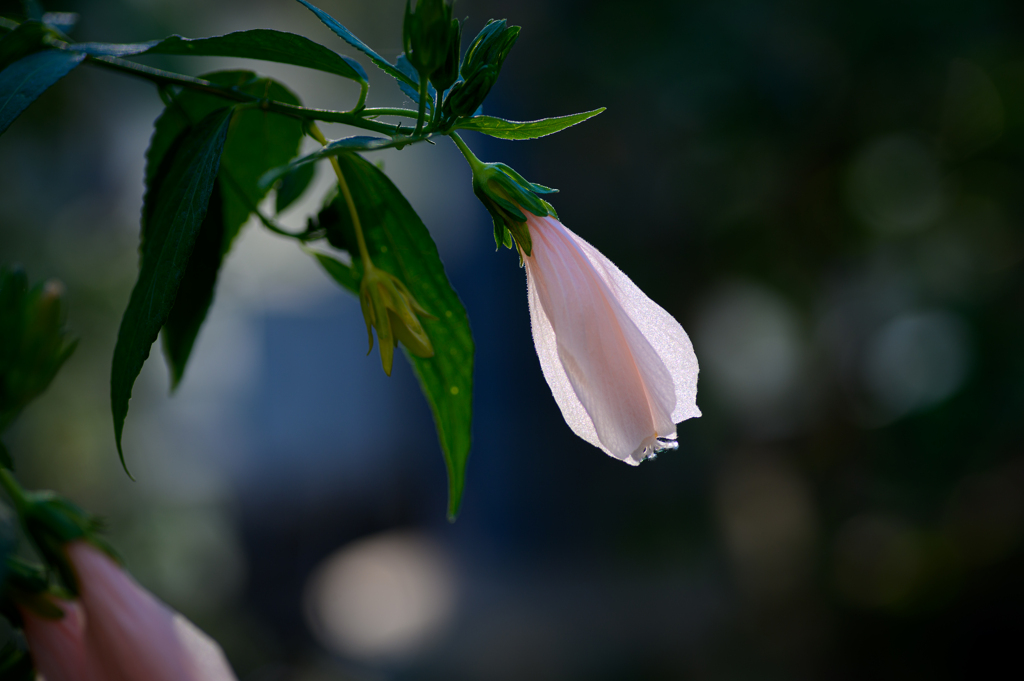 良い年をお迎えください　m(__)m