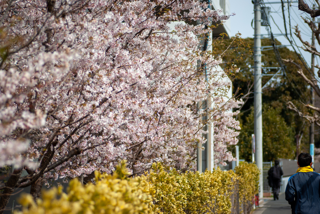 玉縄桜