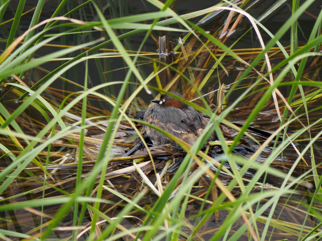 無事に生まれますように