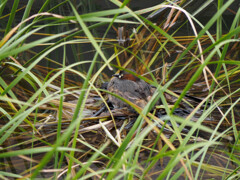 無事に生まれますように