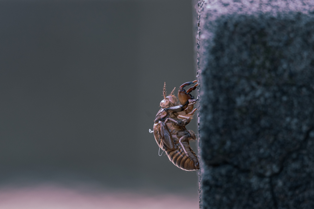 Cicada's shell