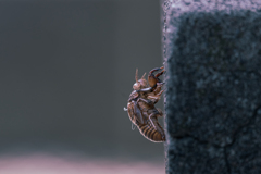 Cicada's shell