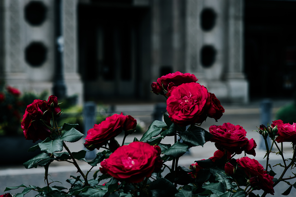 Morning Roses