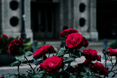 Morning Roses