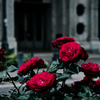 Morning Roses