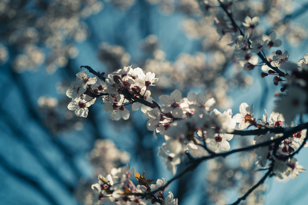 赤葉桜（ベニスモモ）