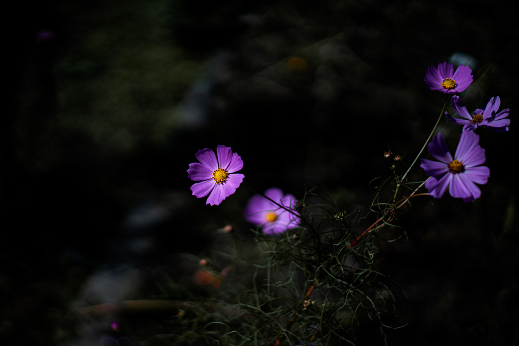 秋桜