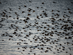 The Birds