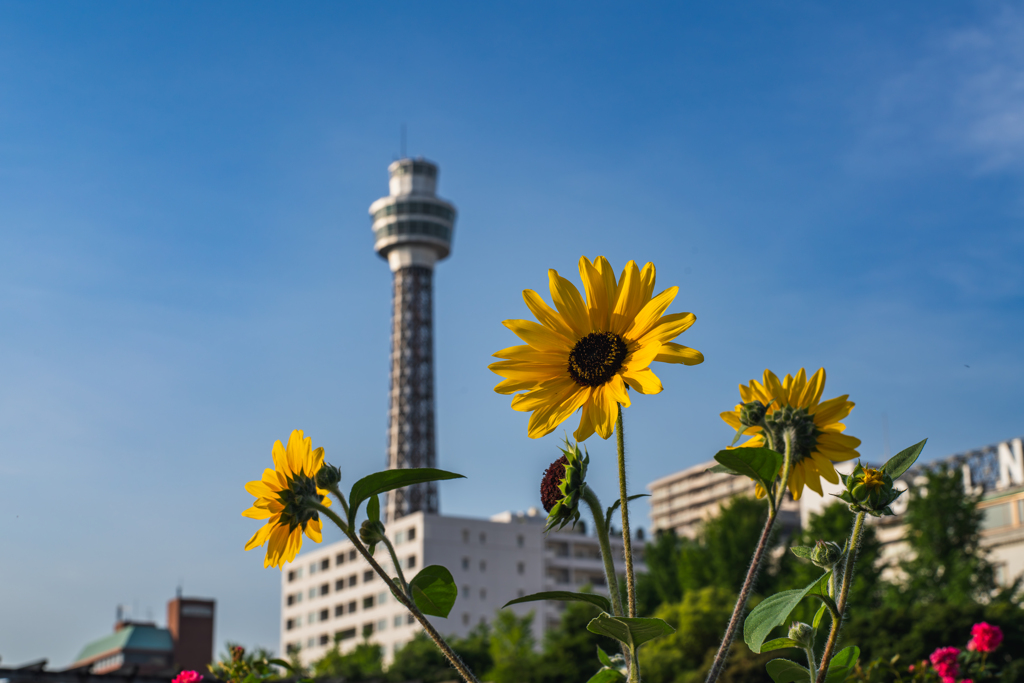 夏空