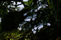 お隣の紫陽花
