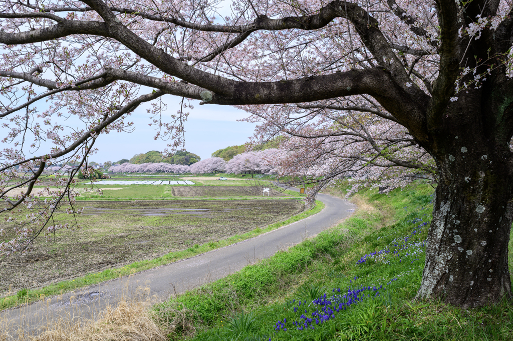 春の原風景