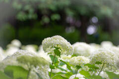 今日行った公園の紫陽花