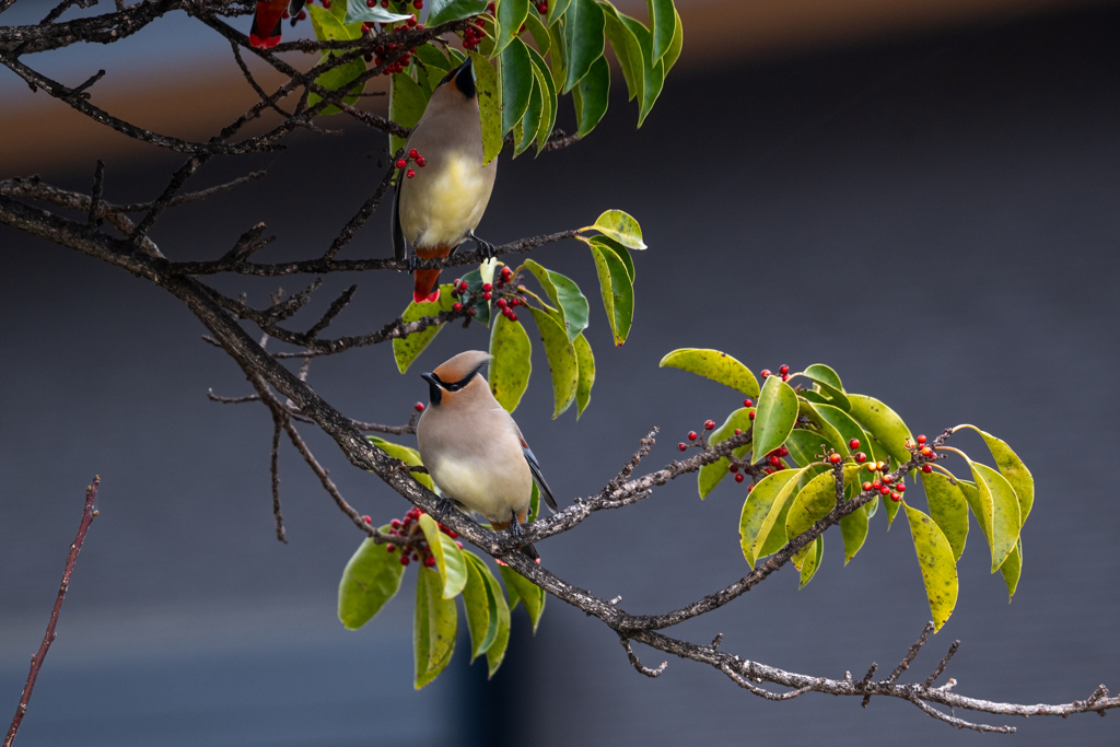 曇天でした…　（´・ω・｀）