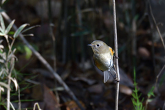 ルリビタキ♀