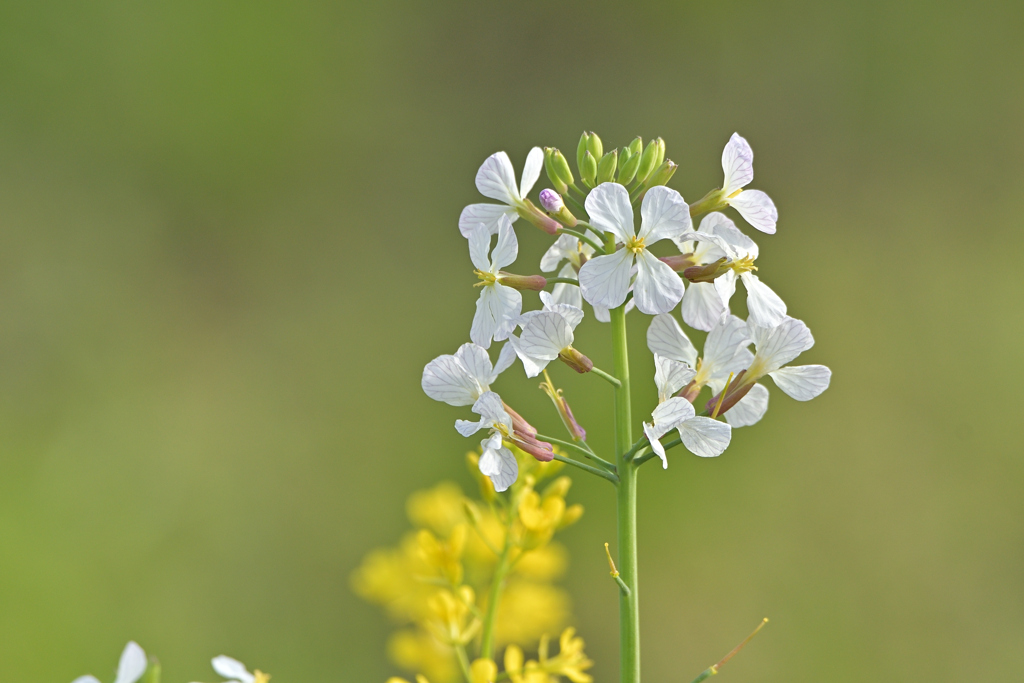 河川敷の春色２