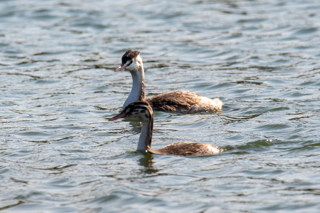 カンムリカイツブリの親子