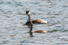 カンムリカイツブリの親子